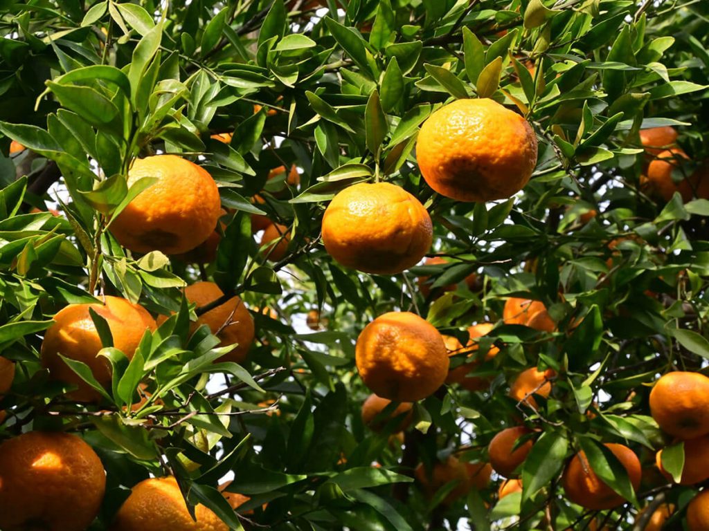 Kampos Citrus Chios